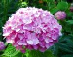 Гортензия садовая, цветы-кустарники, розовый