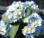 Гортензия садовая, цветы-кустарники, голубой