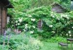Гортензия черешковая , цветы-кустарники