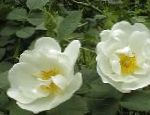 Розы парковые, цветы-кустарники, белый