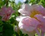Розы парковые, цветы-кустарники, розовый