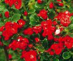 Эскаллония крупноцветковая, цветы-кустарники, красный