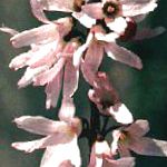 Абелиолистник двурядный (Белая форзиция) , цветы-кустарники, розовый