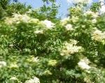 Сирень амурская (Трескун амурский), цветы-кустарники