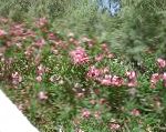 Олеандр, цветы-кустарники, розовый