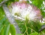 Альбиция (Шелковое дерево, Шелковая акация), цветы-кустарники