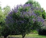 Витекс священный (Прутняк, Авраамово дерево), цветы-кустарники, синий