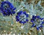 Софора секундифлорум, цветы-кустарники, синий