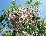 Мелия азедарах (Клокочина), цветы-кустарники