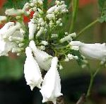 Жакаранда мимозолистная, цветы-кустарники, белый