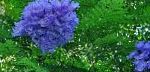 Жакаранда мимозолистная, цветы-кустарники, голубой