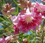 Хилопсис, цветы-кустарники, розовый