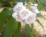 Хилокатальпа ташкентская, цветы-кустарники, розовый