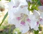 Хилокатальпа ташкентская, цветы-кустарники, белый