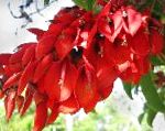 Эритрина петушиный гребень (Коралловое дерево), цветы-кустарники