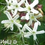 Клеродендрум трёхраздельный, цветы-кустарники, белый