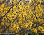 Гамамелис весенний (Волшебный орех, Зимоцвет), цветы-кустарники