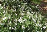 Дабеция кантабрийская, цветы-кустарники, белый
