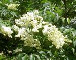 Kpacнокоренник (Цеанотус), цветы-кустарники, белый