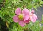 Пятилисточник (Лапчатка кустарниковая, Курильский чай), цветы-кустарники, розовый
