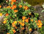 Пятилисточник (Лапчатка кустарниковая, Курильский чай), цветы-кустарники, оранжевый