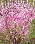 Луизеания (Миндаль трехлопастный), цветы-кустарники