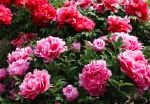 Пион древовидный , цветы-кустарники, розовый