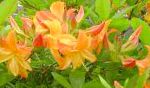 Рододендрон , цветы-кустарники, оранжевый