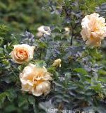 Роза морщинистая (Роза ругоза), цветы-кустарники, оранжевый