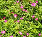 Роза морщинистая (Роза ругоза), цветы-кустарники, розовый