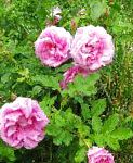 Роза морщинистая (Роза ругоза), цветы-кустарники, розовый