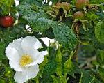 Роза морщинистая (Роза ругоза), цветы-кустарники, белый