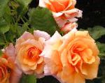Розы полиантовые , цветы-кустарники, оранжевый