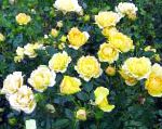 Розы полиантовые , цветы-кустарники, желтый