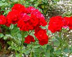 Розы полиантовые , цветы-кустарники, красный