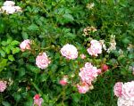 Розы полиантовые , цветы-кустарники, розовый