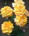 Розы грандифлора, цветы-кустарники, желтый