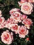 Розы грандифлора, цветы-кустарники, розовый