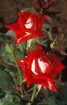 Розы грандифлора, цветы-кустарники, красный
