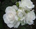 Розы грандифлора, цветы-кустарники, белый