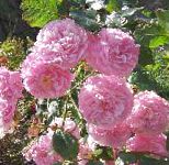 Роза плетистая, цветы-кустарники, розовый