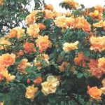 Роза плетистая, цветы-кустарники, оранжевый