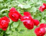 Роза плетистая, цветы-кустарники, красный