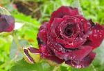 Роза чайно-гибридная, цветы-кустарники, бордовый