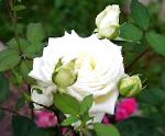 Роза чайно-гибридная, цветы-кустарники, белый