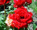 Роза чайно-гибридная, цветы-кустарники, красный
