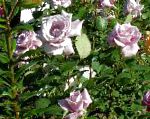 Роза чайно-гибридная, цветы-кустарники, сиреневый