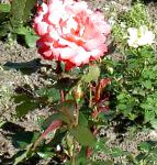 Роза чайно-гибридная, цветы-кустарники, оранжевый